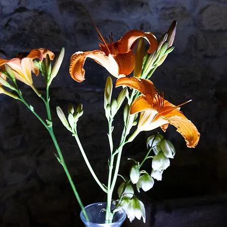Fiordaliso Διαμέρισμα Όπως